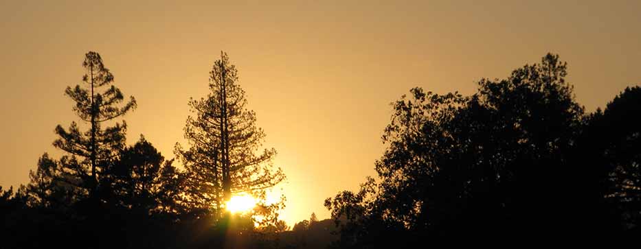 image of sun setting through trees